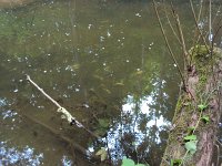 Fischsterben Wipper 1446